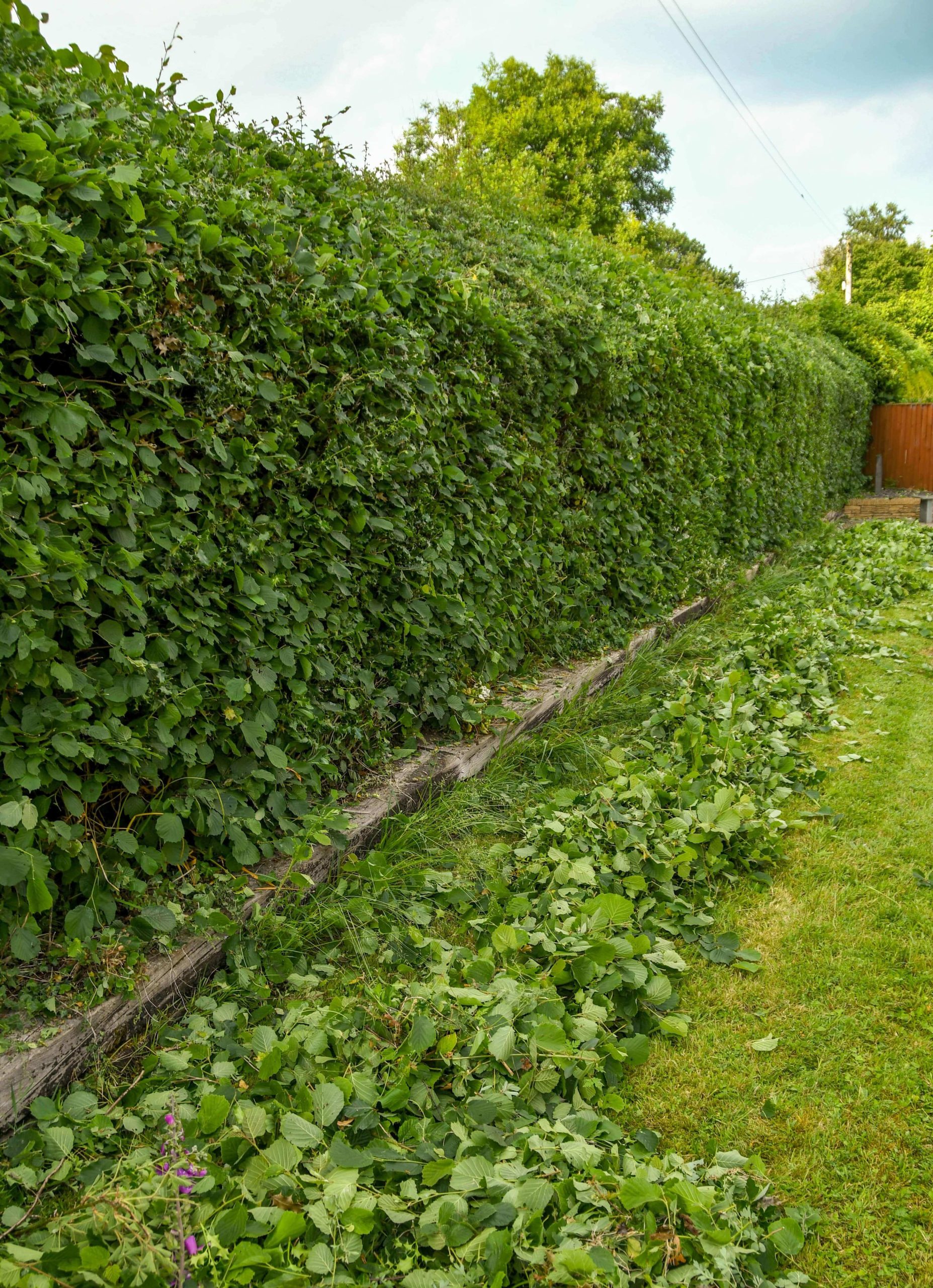 Garden Maintenance Putney SW15