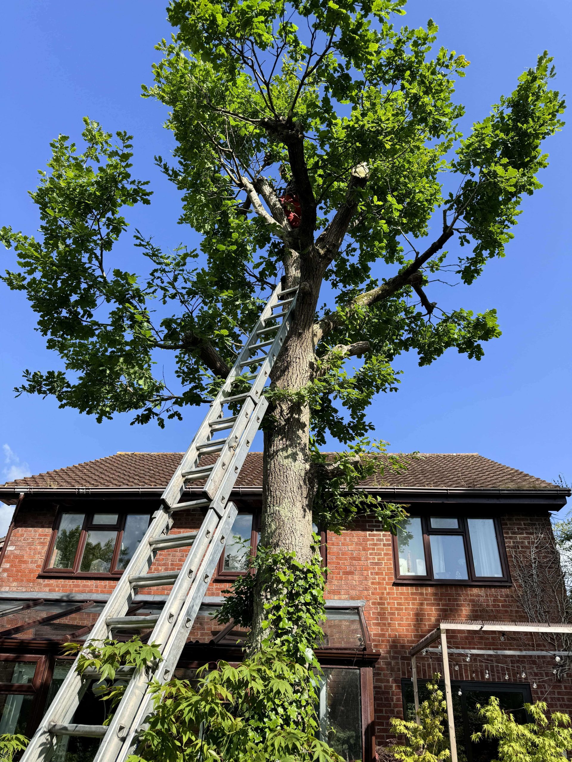 Arborists/Tree Services Putney SW15