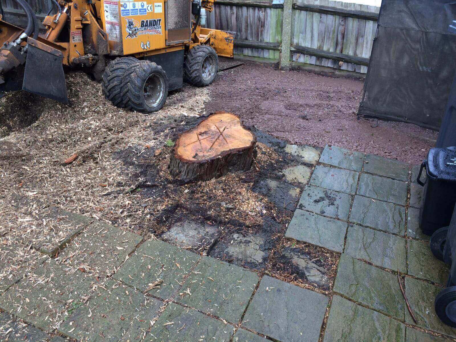 Tree Surgeons Putney SW15